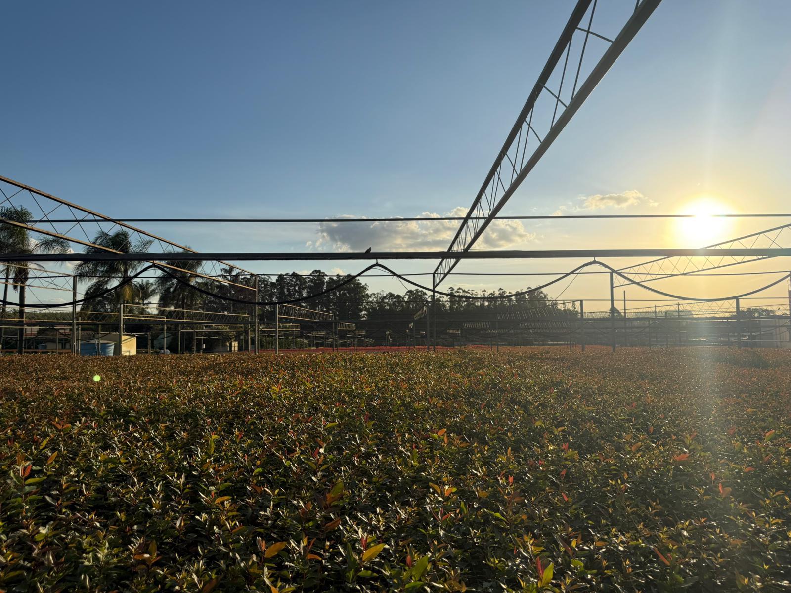 Projetos de Regeneração Ambiental