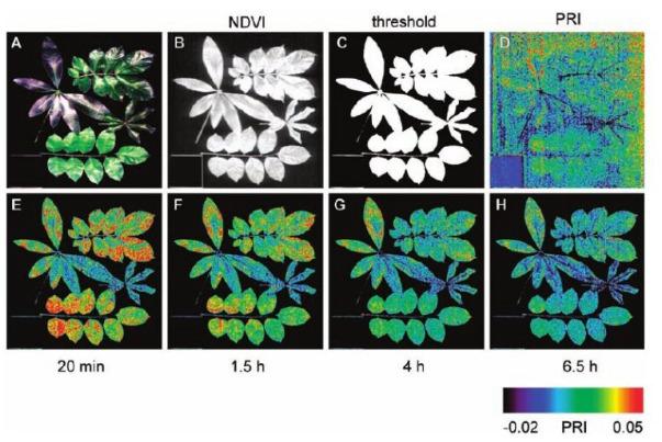 Inteligência Artificial na Avaliação de Mudas